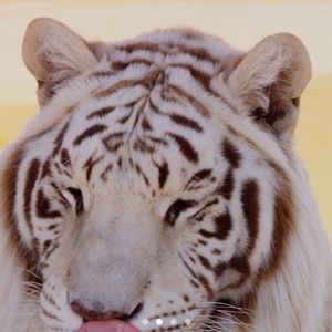 Meet your Posher, Isaiah